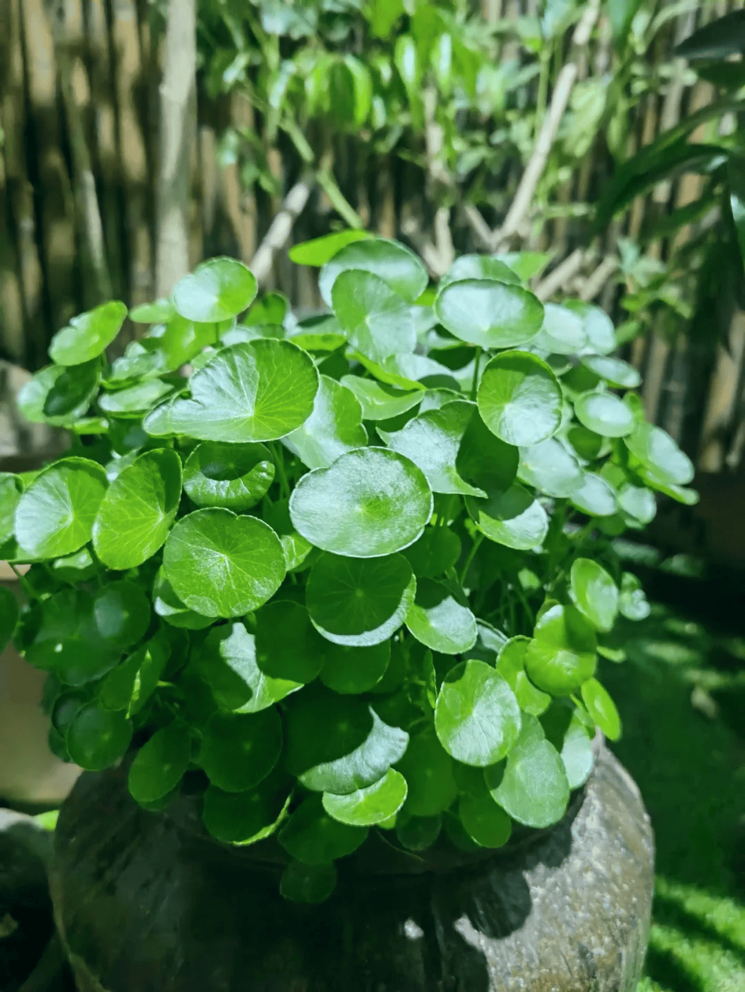 铜钱草的外貌图片