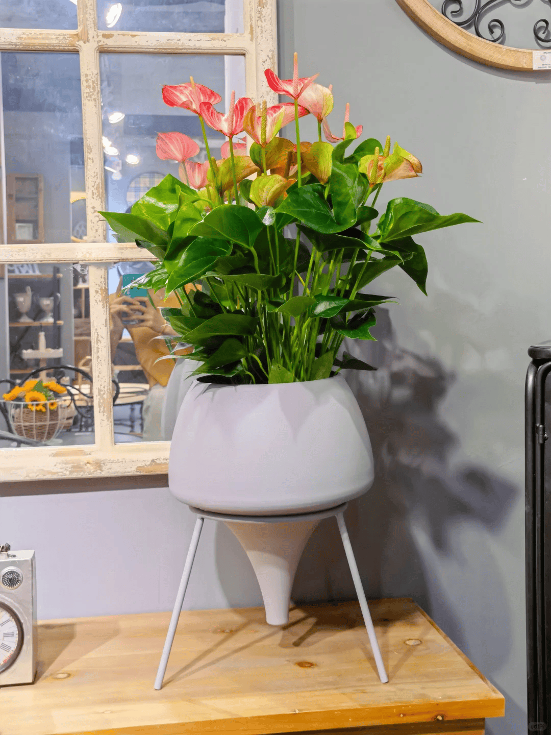 种"喜阴花",光线差也能"开爆盆",养在阳台客厅超有范_开花_花朵_植物