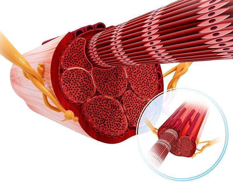 横纹肌分布图片