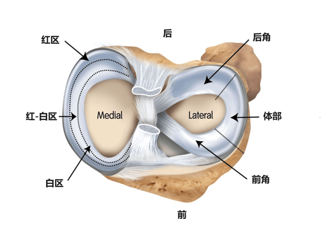 一运动膝盖就疼?当心半月板损伤 科学预防注意这7点