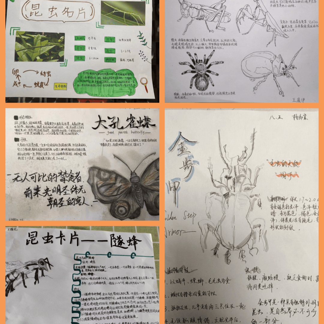 昆虫模型制作方法科学图片