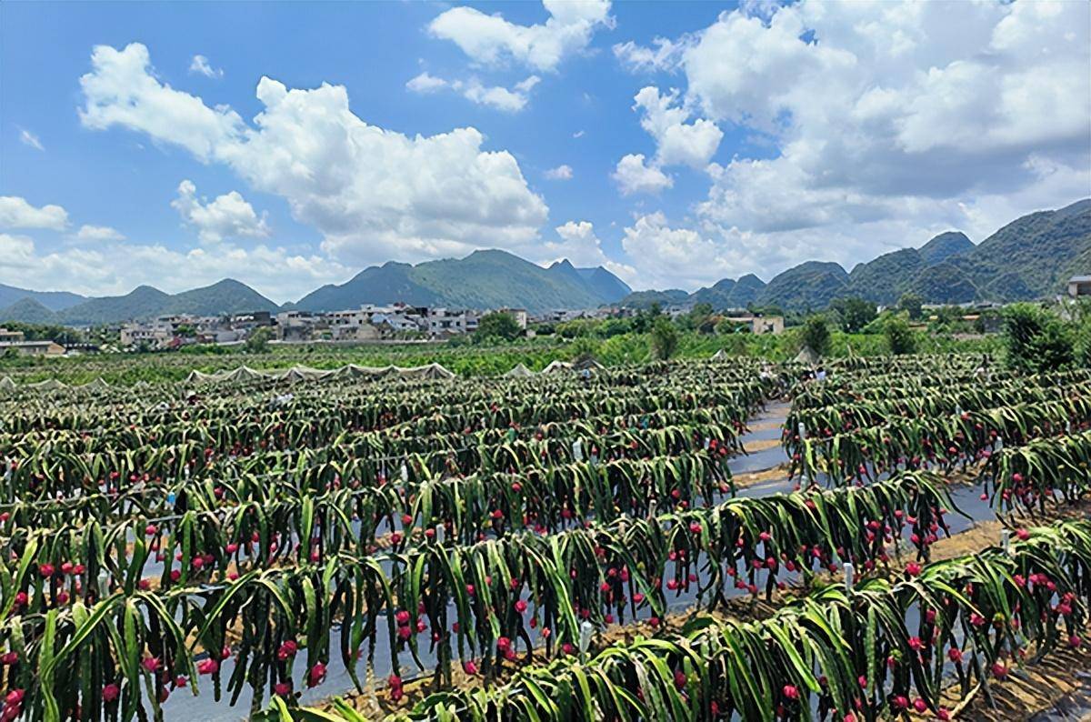 全国十强果苗基地图片