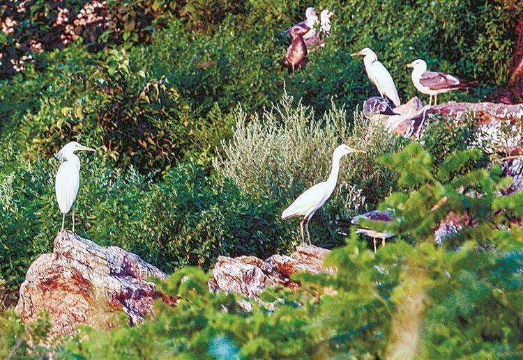 大连蛇岛-老铁山候鸟栖息地 大自然赐予的珍宝