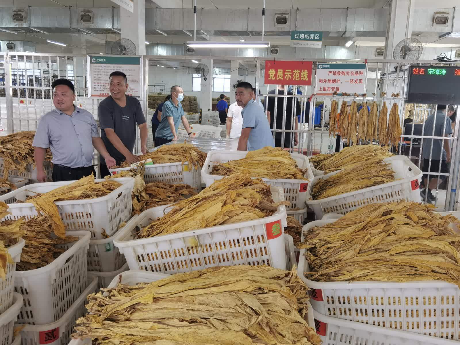 新田县石羊镇:烤烟赶"烤"忙 烟农喜丰收