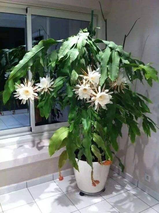 昙花怎么养?一片叶扦插1棵,开花爆盆,洁白无瑕,美如莲花