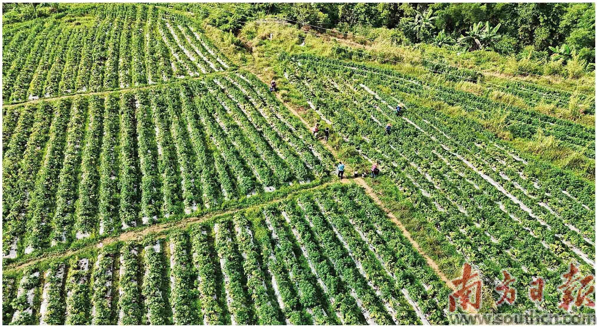 河头镇83亩西葫芦喜迎丰收_种植_农业_耕地