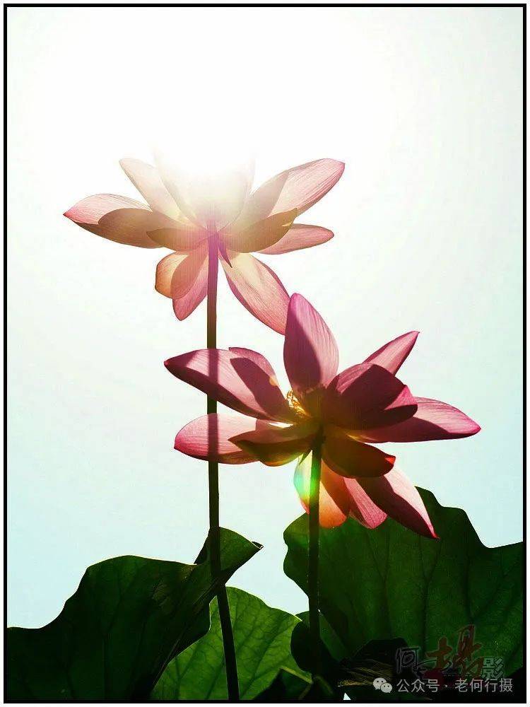 夏日莲莲看:逆光中的莲花_照片_荷花_图集