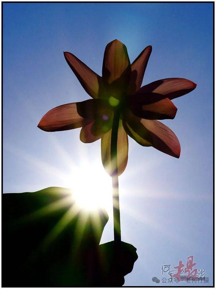 夏日莲莲看:逆光中的莲花_照片_荷花_图集