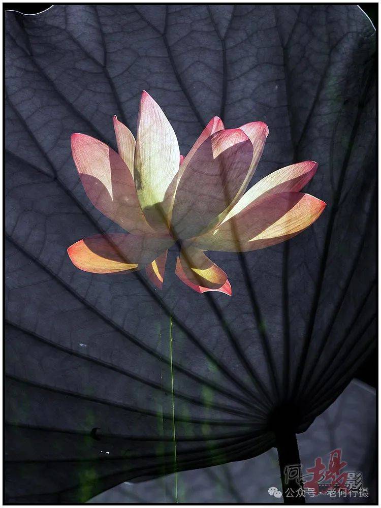 夏日莲莲看:逆光中的莲花_照片_荷花_图集