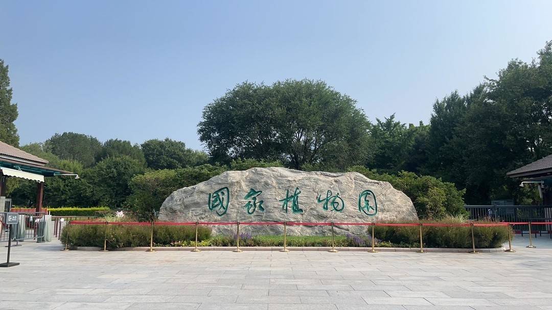 国家植物园里有什么?走进植物界的"活化石"水杉