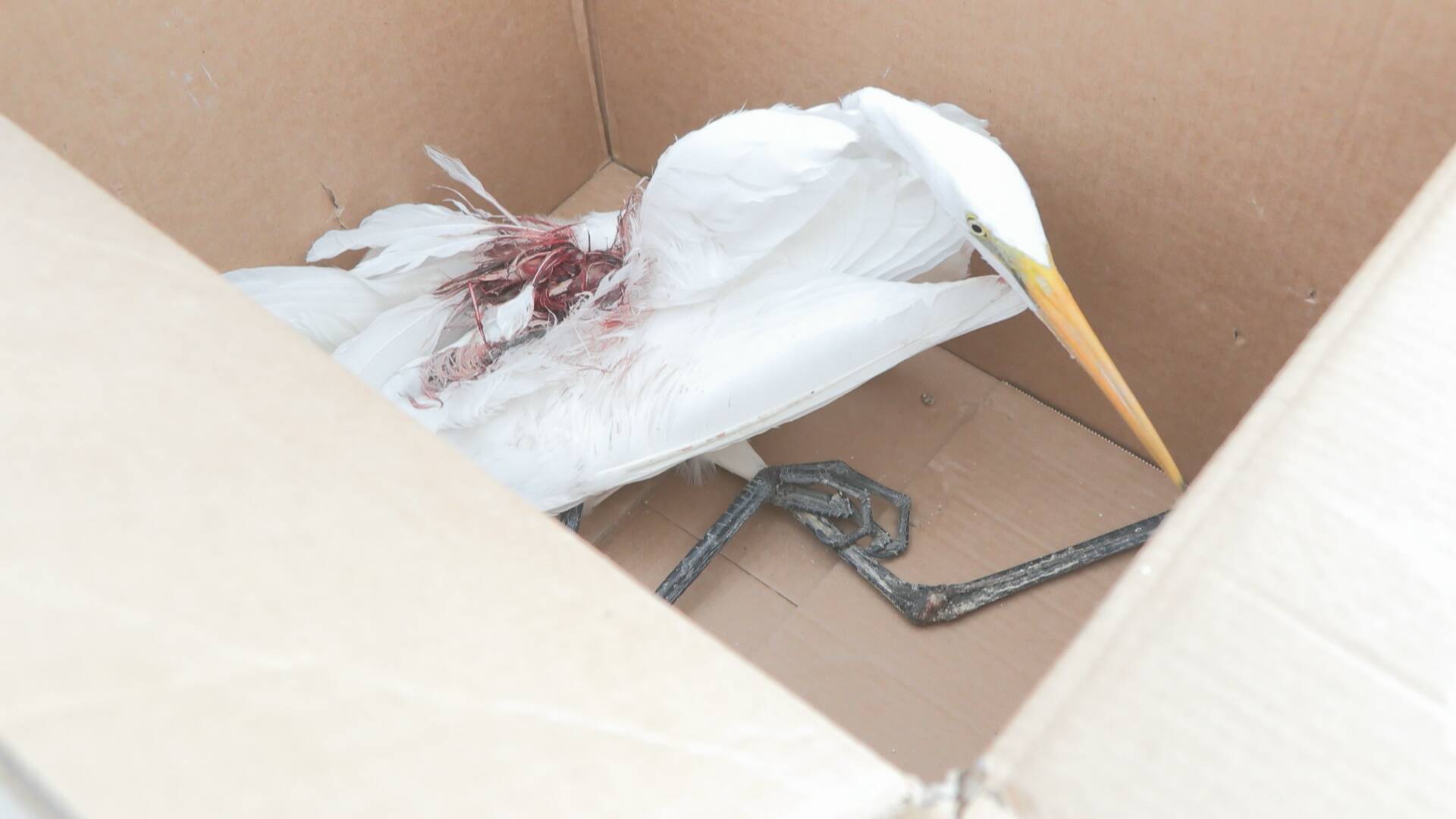 群众加入到保护野生动物的行列中,警民联合协作救助野生动物已成常态