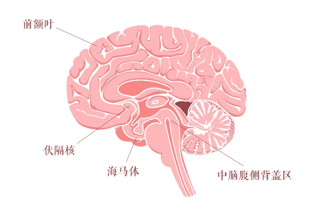 脑叶分布图片