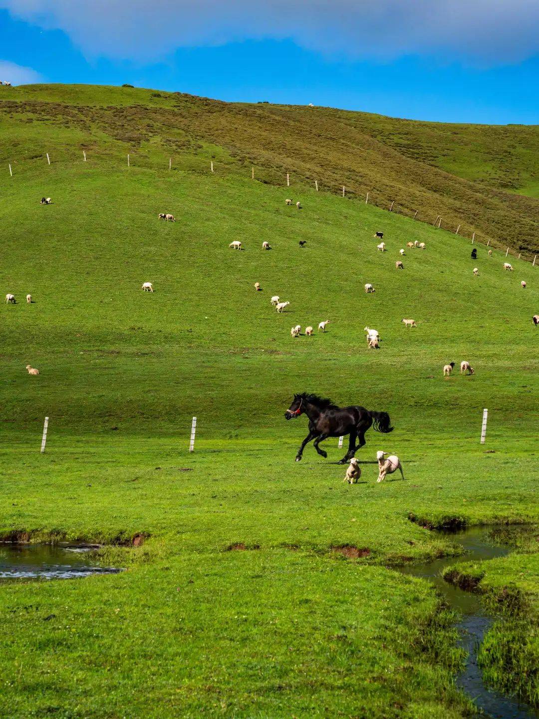 天苍苍,野茫茫丨有一种叫云南的生活之365天