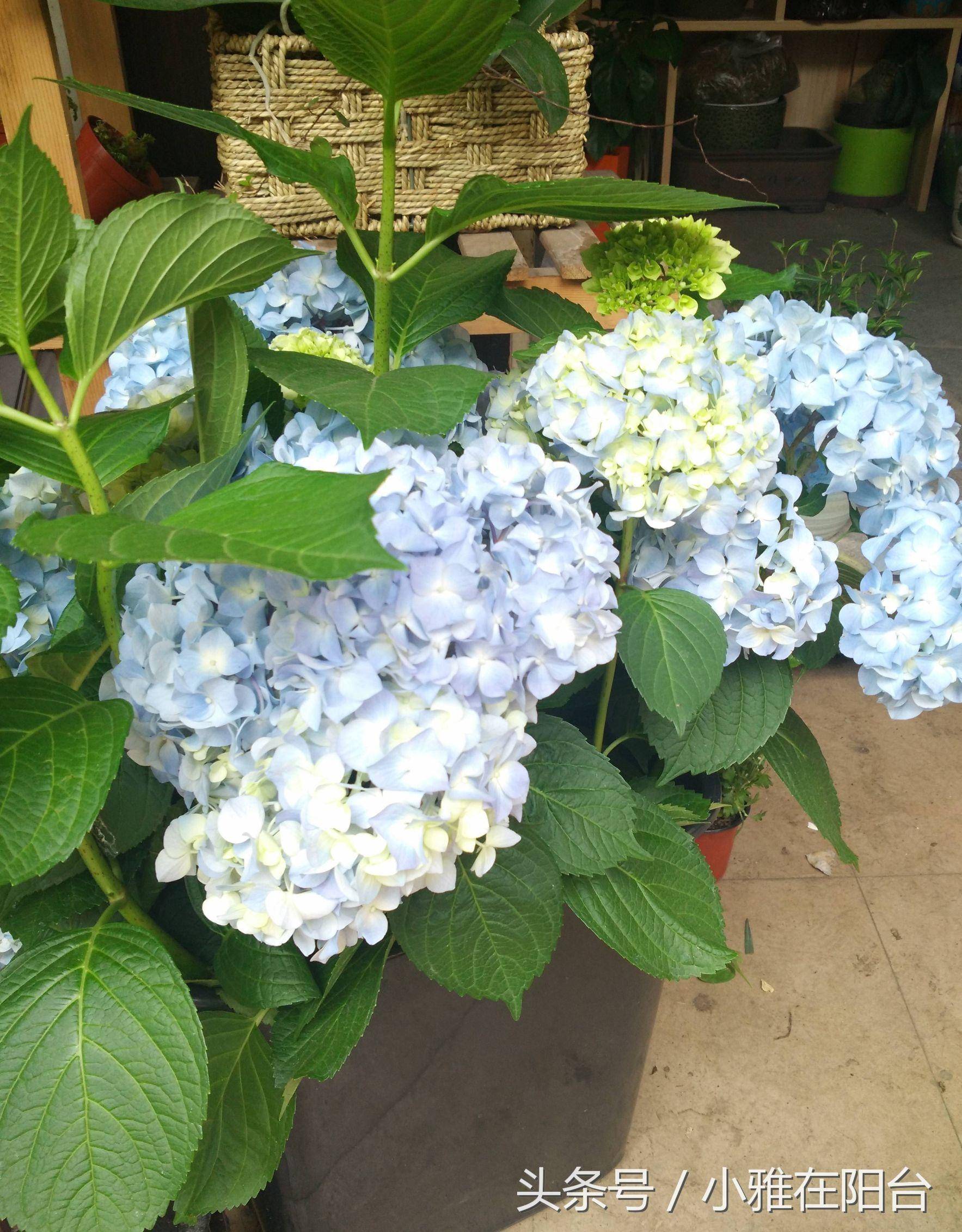 这七种花,花期长,易打理,不生病,随便养都可以花开不停