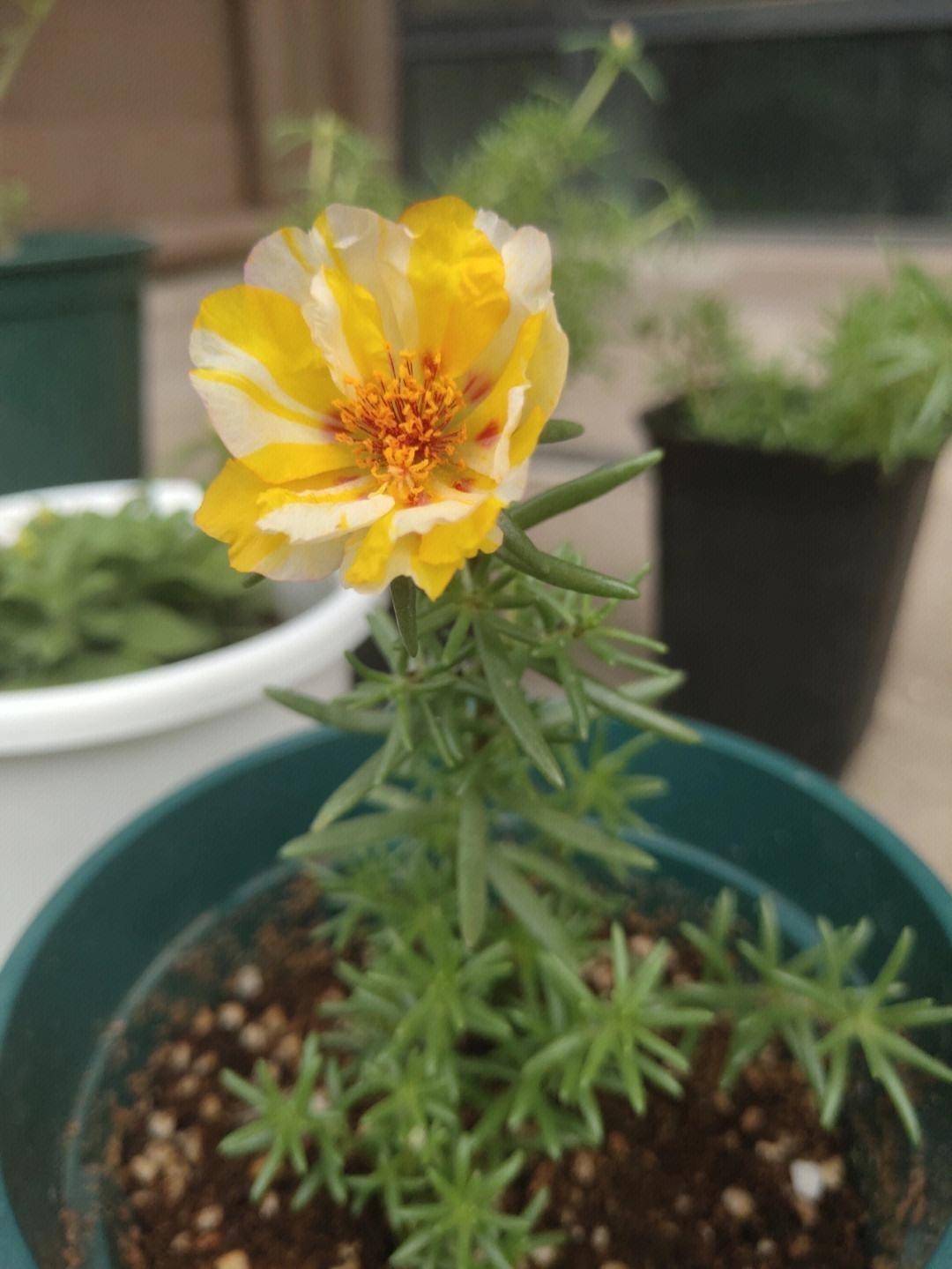 养太阳花,就用一个方法,开花量增加20倍,鲜艳多姿开成大花球