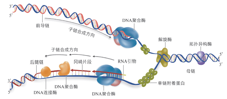 DNA的复制为什么只能从5‘端到3’端，而不能相反？_合成_末端_起始