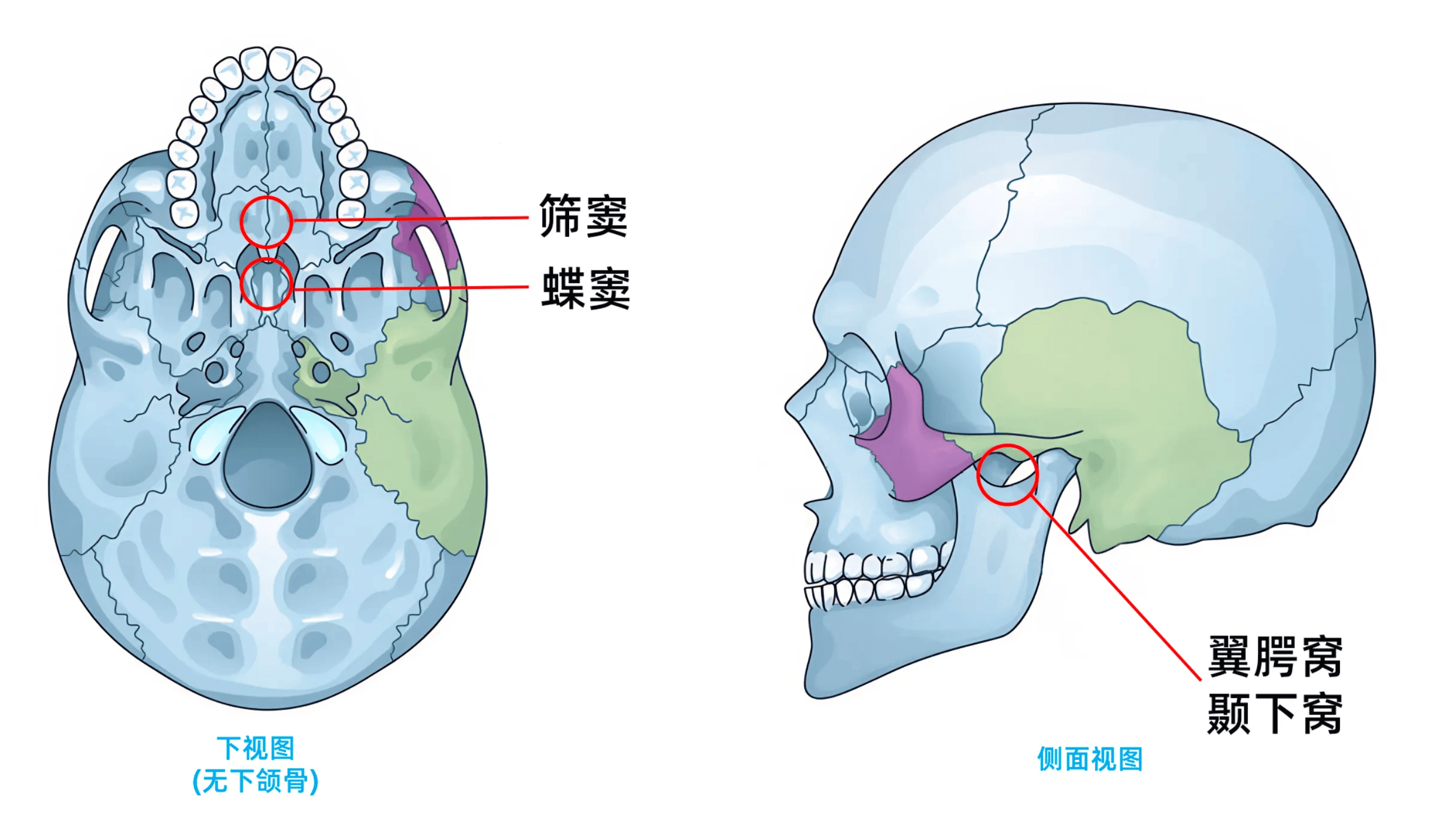 盲孔解剖图片