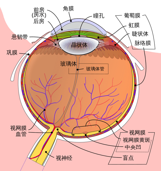 结膜_眼球_巩膜