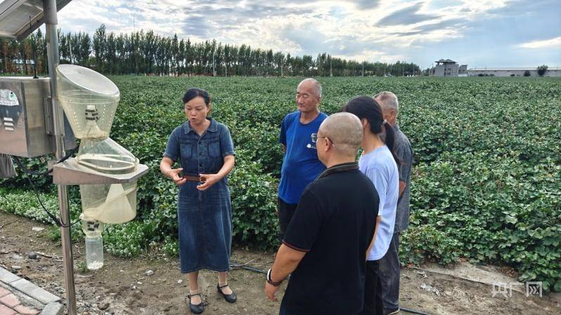 "新"农人走上科技种田致富路_棉花_新疆_何洪涛