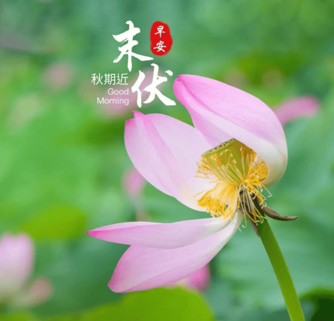 8月14日周三早上好,今日末伏漂亮祝福图片大全