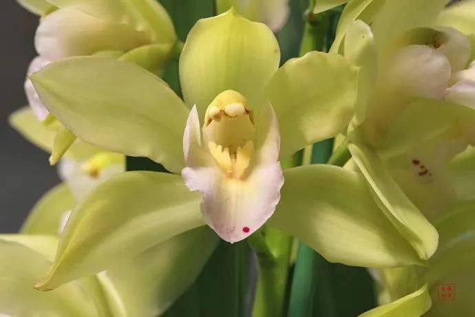 【国画素材】幽兰之花