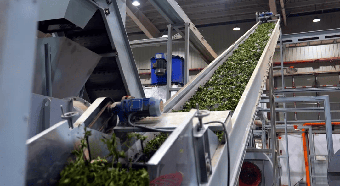 筠连"超级工厂"投产,你喝的奶茶原料可能来自这里!