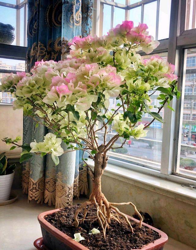 三角梅花期到了,3个"催花技巧",开花繁花似锦,四季开花