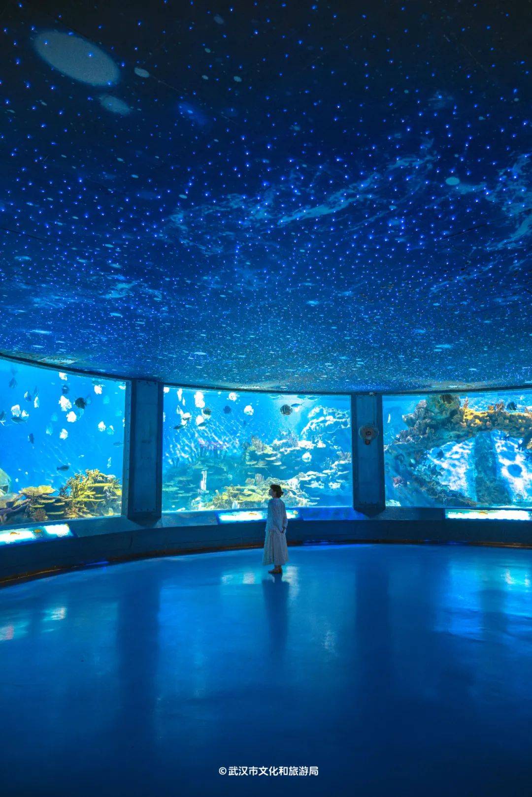 武汉首个360°巨型海洋球幕,看15米水母从头顶飞过!