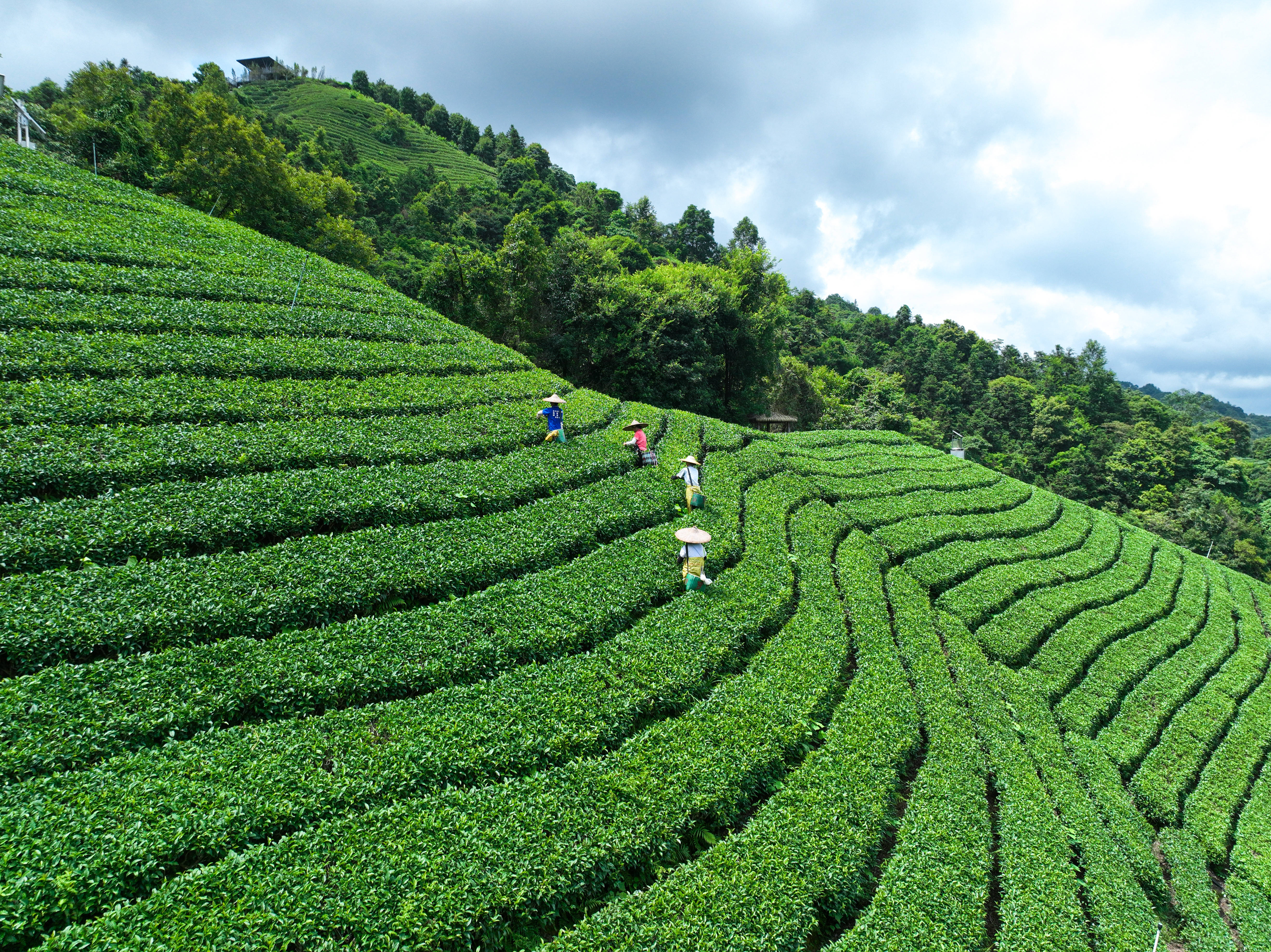 最美茶场图片图片