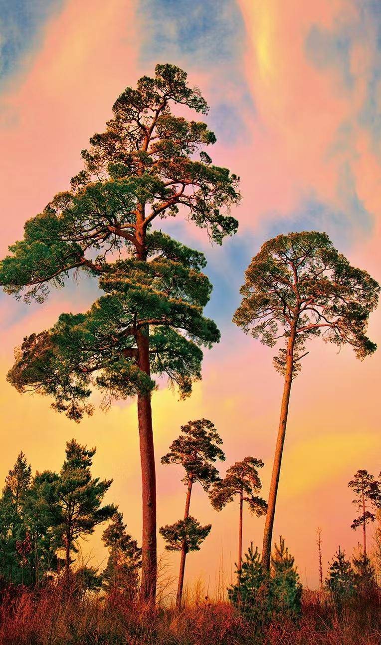 来长白山,不要错过与"美人松"的相约呦!