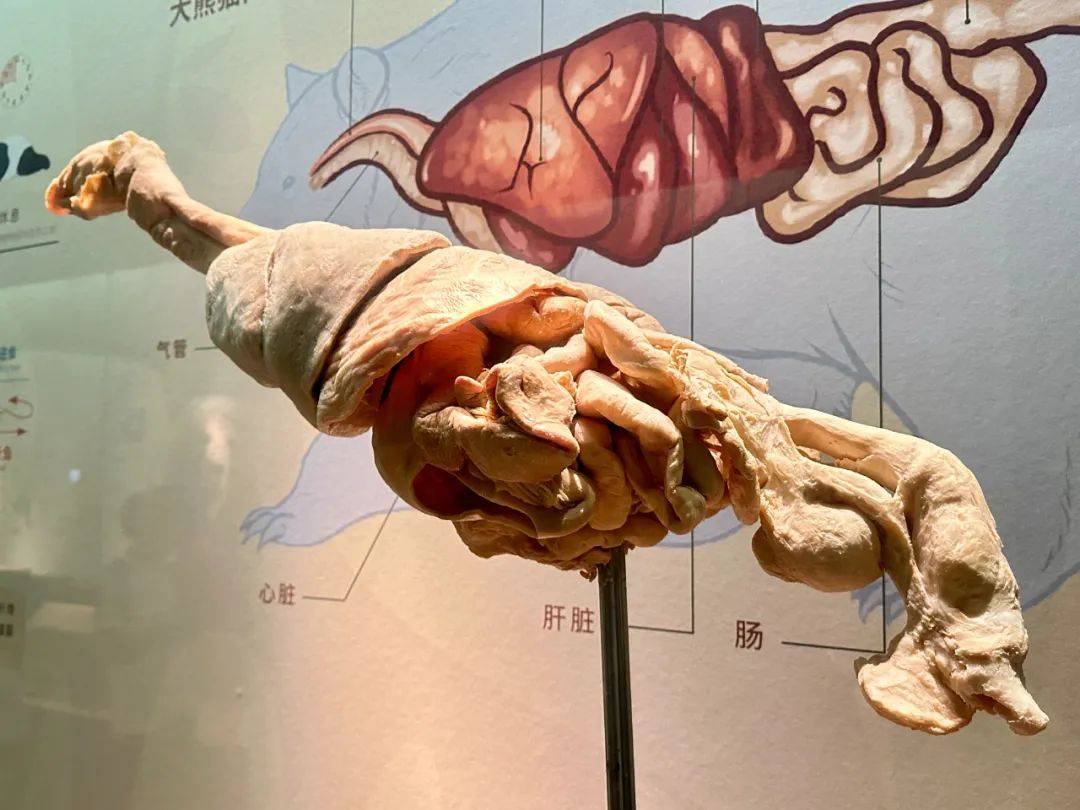 熊猫时代丨熊生我梦:吃吃吃吃,睡睡睡睡!
