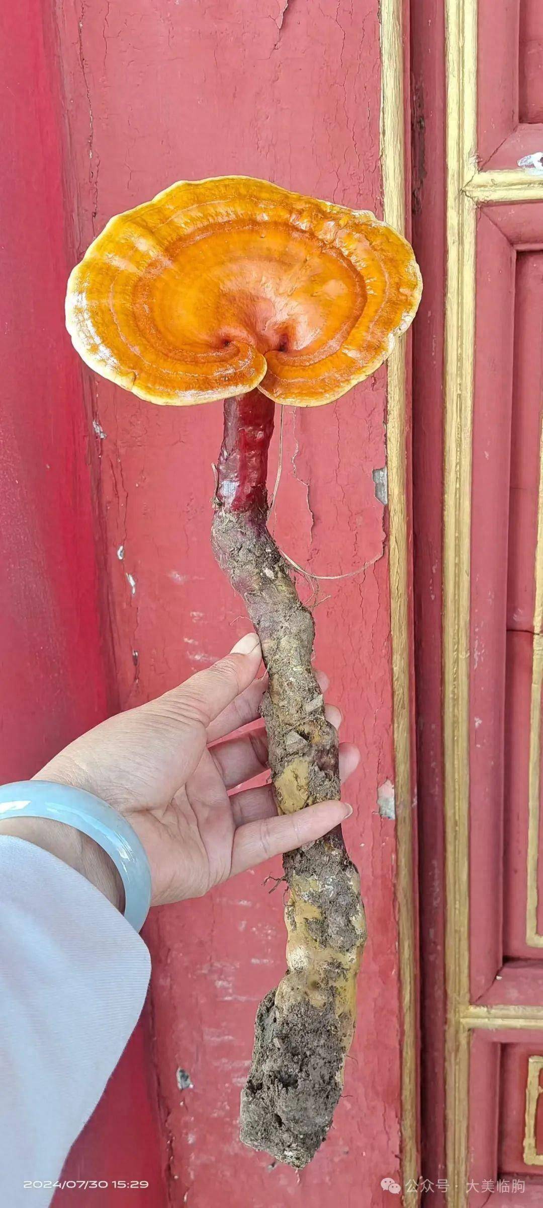 而非人力所能及!临朐生态环境好,有野生灵芝生长