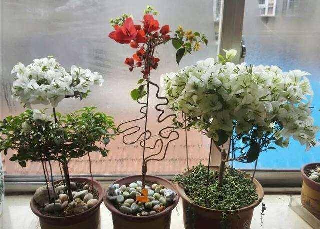 修剪三角梅,记住一个"时间",花儿开成团,满枝都是花,好美