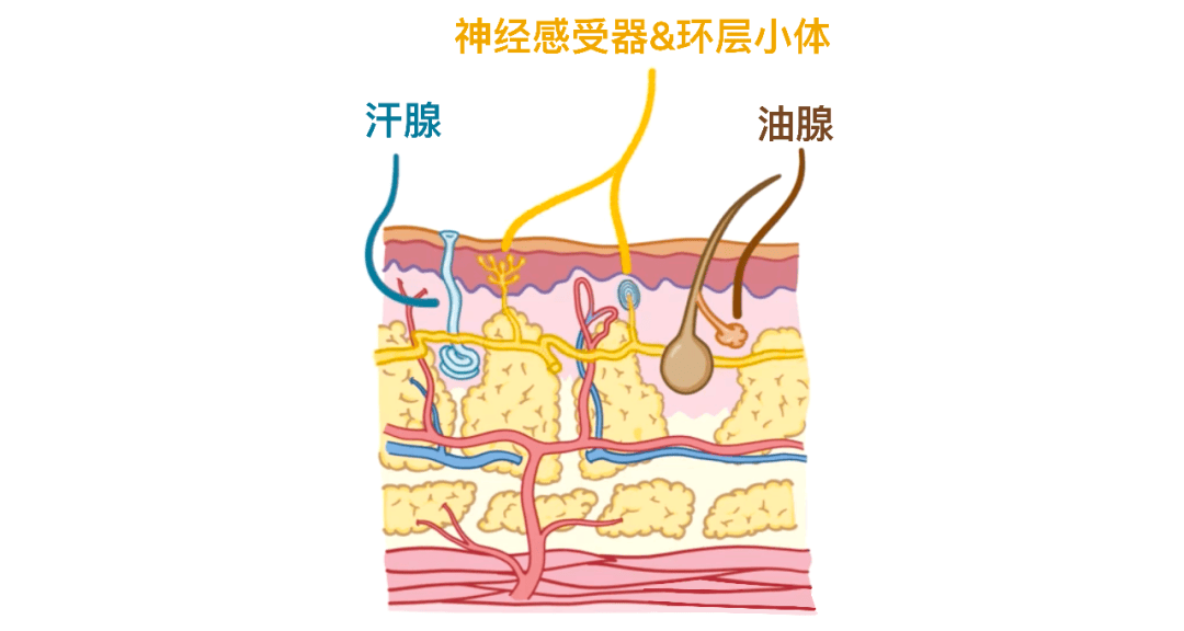 带你深度认识我们的皮肤！！_细胞_角质_表皮