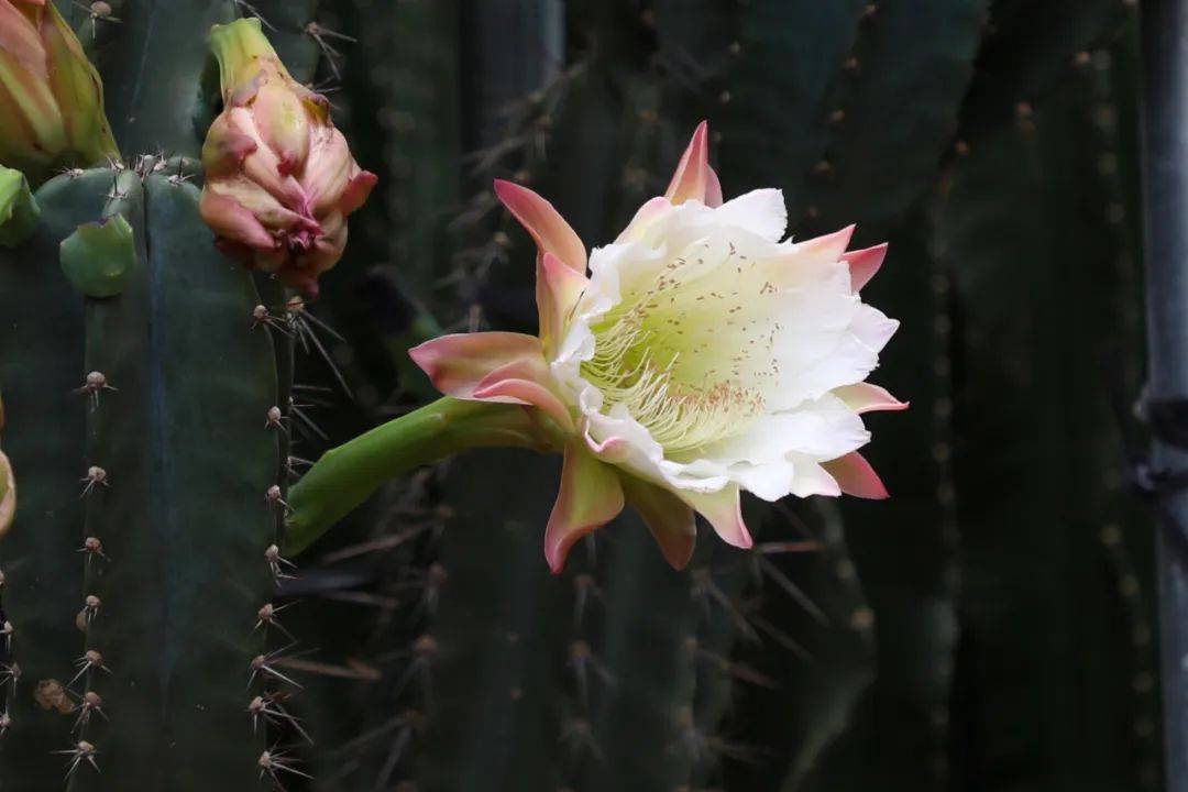 繁花上新!"神秘的秘鲁苹果"之称的秘鲁天轮柱开花了~就在这里