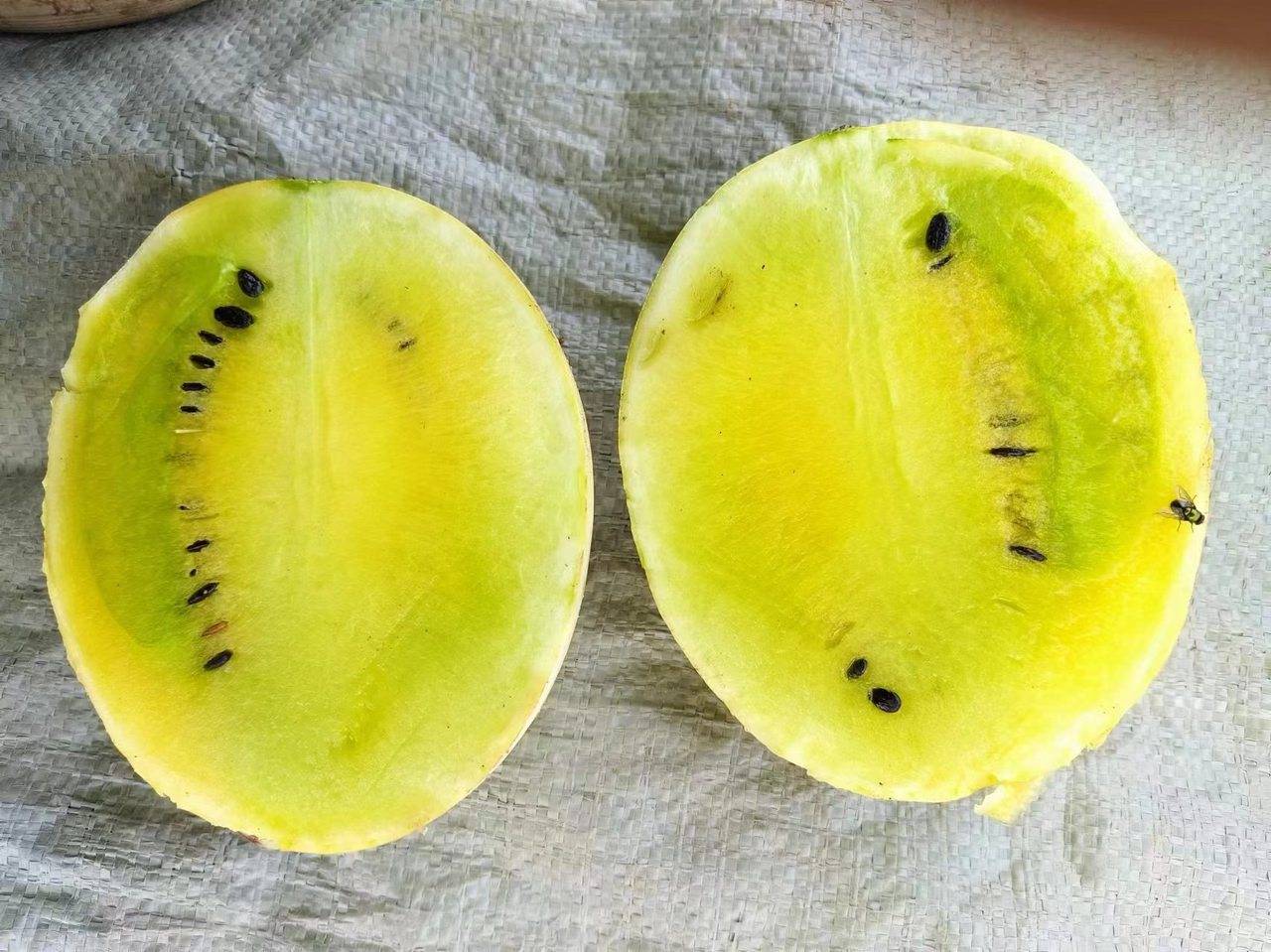 丽水村里种出"太空西瓜","吃瓜群众"的"梦中情瓜"来了