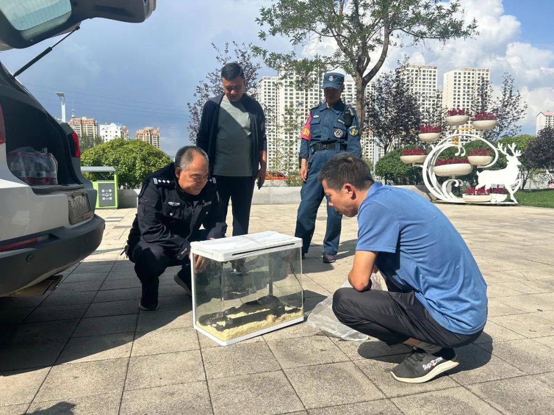 吓人！青海互助一居民小区出现黑王蛇