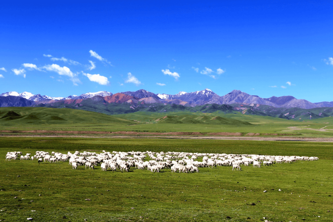 祁连藏羊,祁连牦牛,祁连黄菇产业"高质量发展对接会