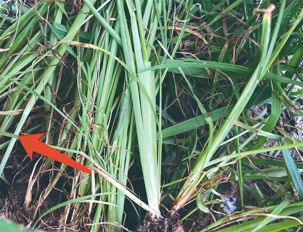 稻田千金子没除掉?或是双稃草!