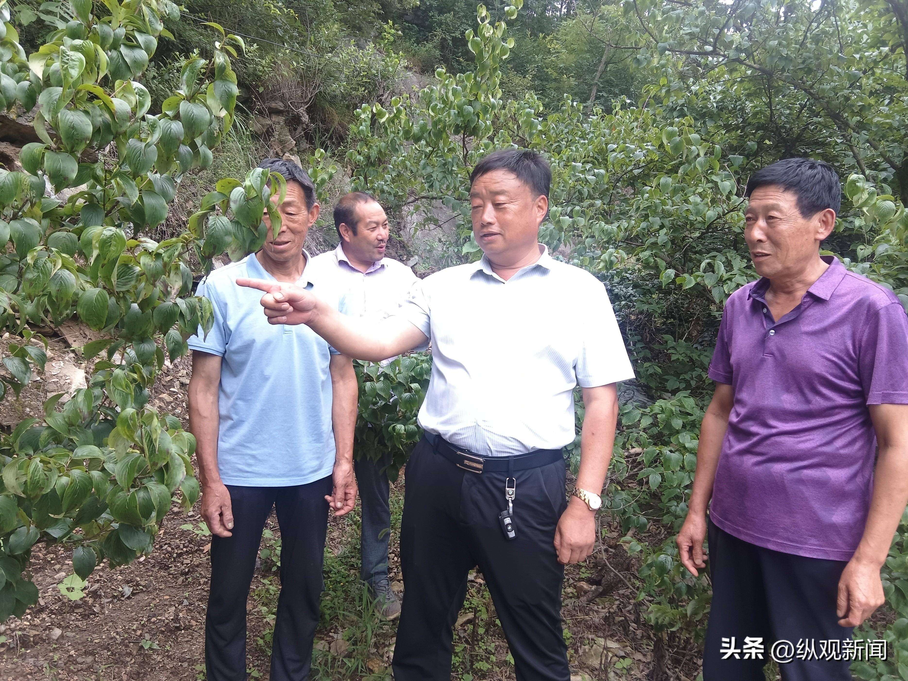 西峡县桑坪镇赵书华:带领群众奔富路_横岭村_产业_村民