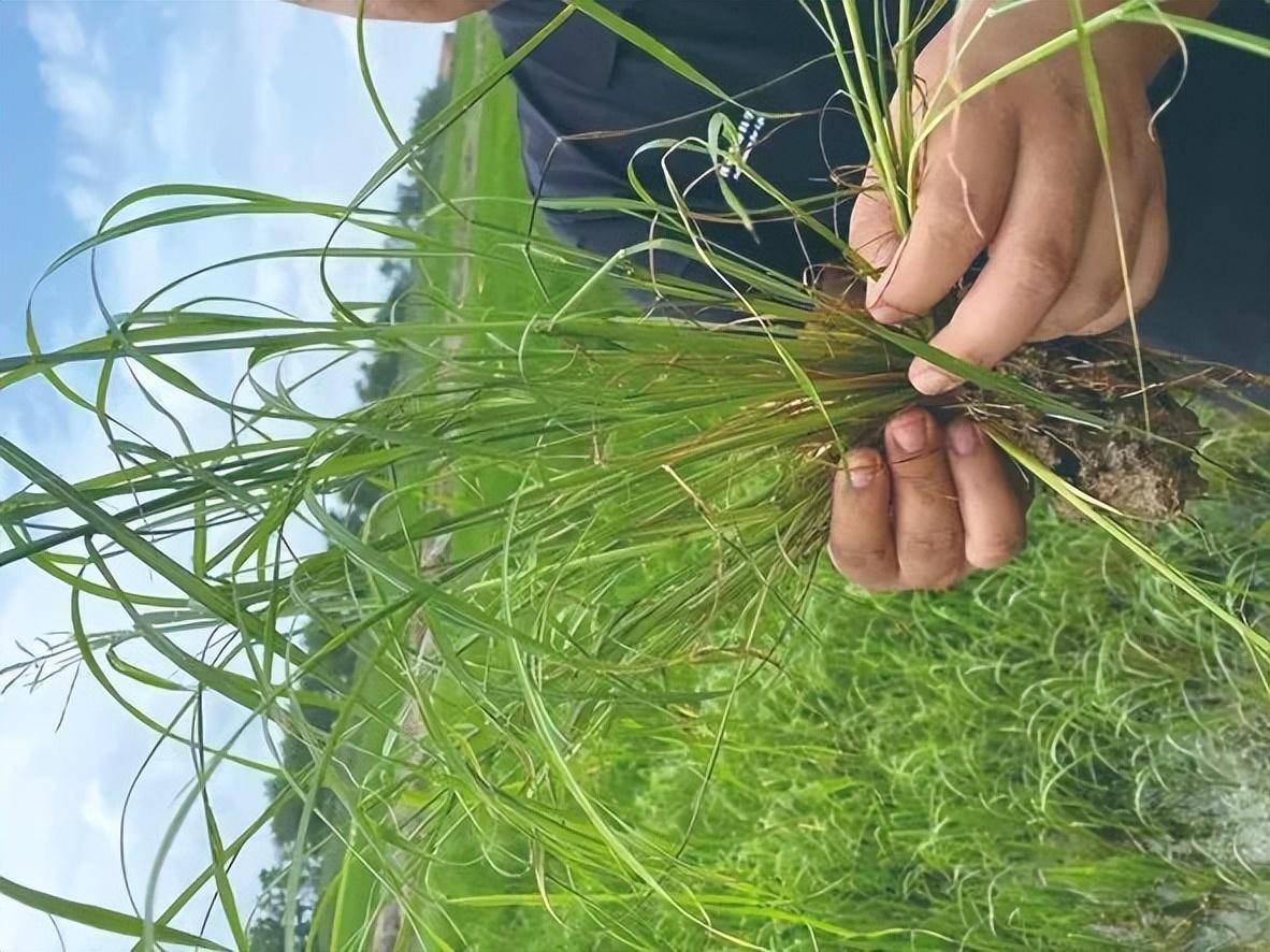 稻田千金子没除掉?或是双稃草!