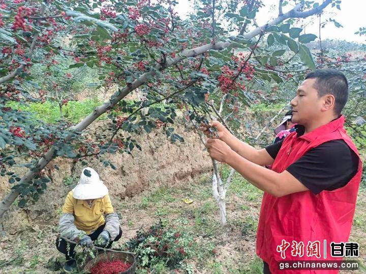 武都马街镇开启椒管家模式:探索产业强镇新路径