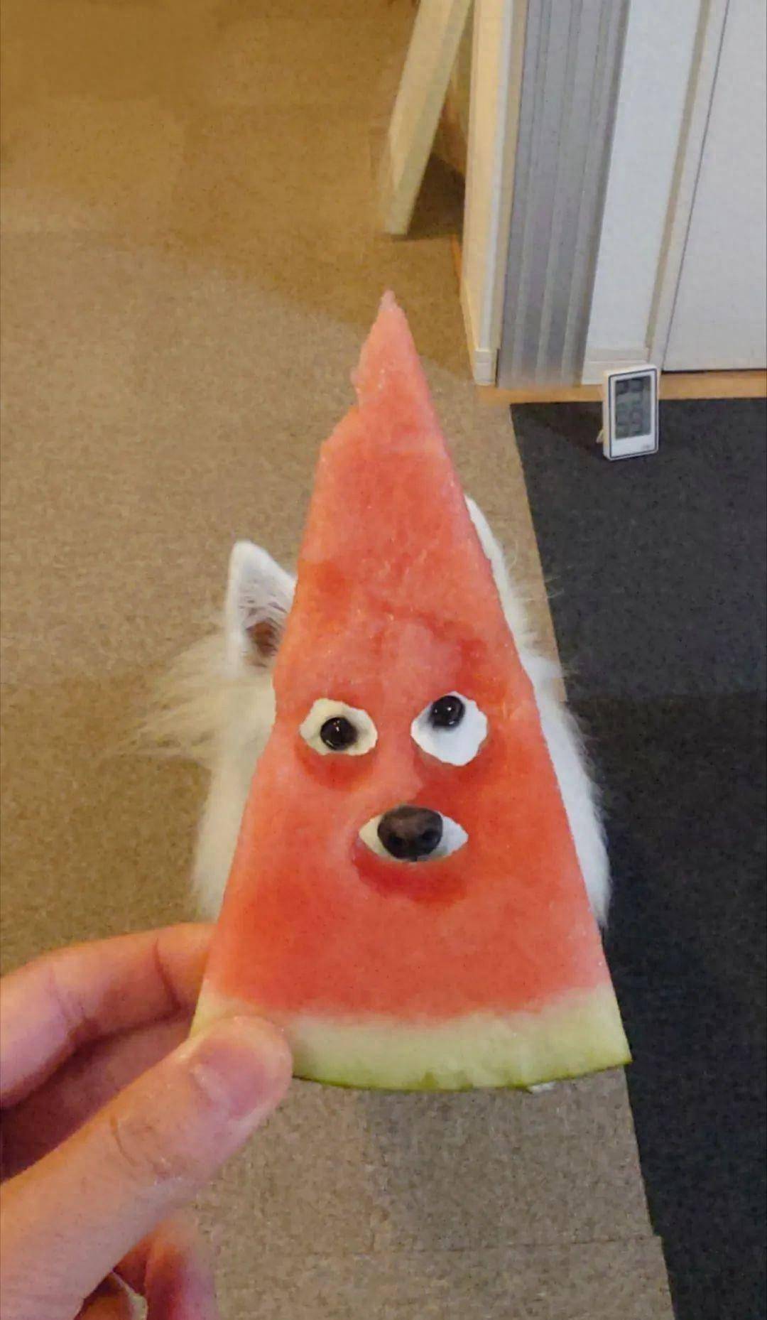 给狗子拍"西瓜狗"照,结果惨遭翻车秒变"小狗复仇记"