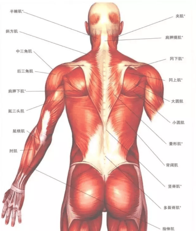 关于增肌的建议 吃 练 睡