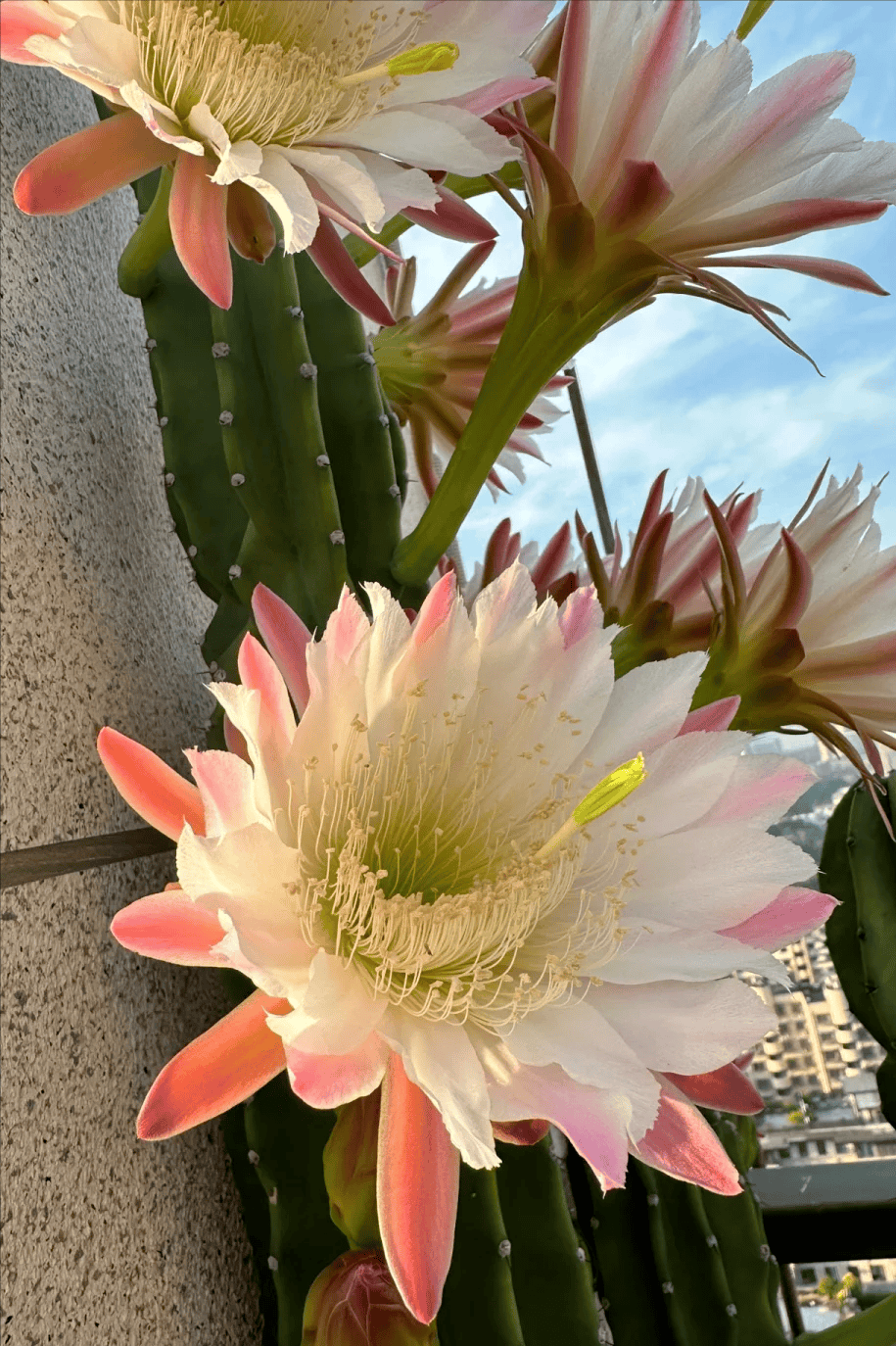 毛花柱,麒麟掌,霸王花,昙花,量天尺,令箭荷花其实都隶属广义仙人掌