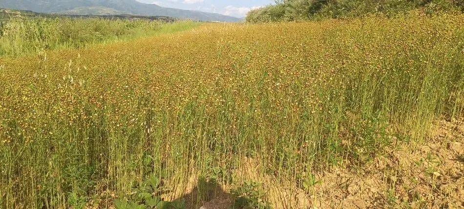 武山县杨河镇:胡麻成熟收割忙 金色田野好"丰"光