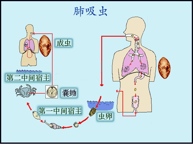 前后盘吸虫结构图片