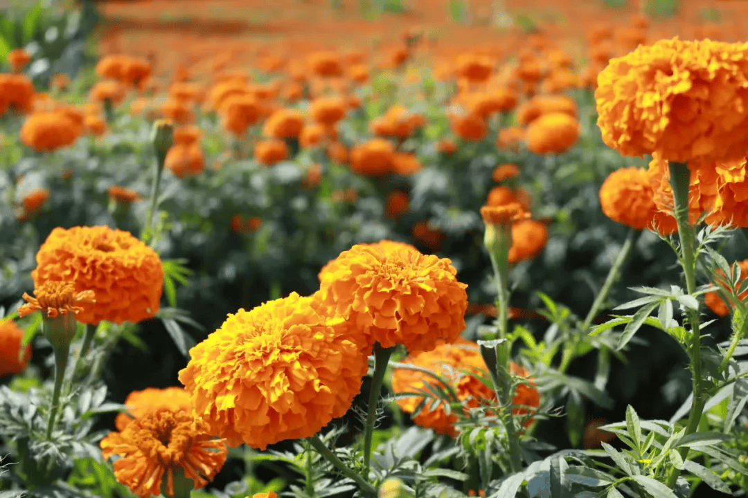 禄劝翠华镇,漫山遍野金色花海,美了乡野,富了农户