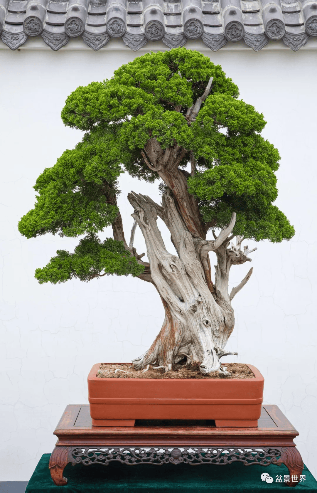 《傲骨写春秋》(真柏)▲石景涛大师近影石景涛先生的作品以树桩松柏类