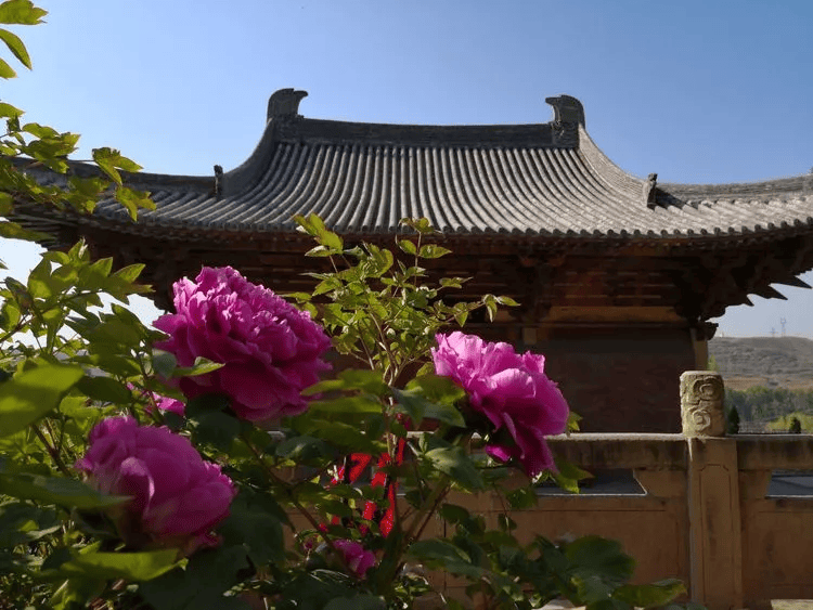 长子法兴寺:唐宋"三绝"与牡丹共度千年